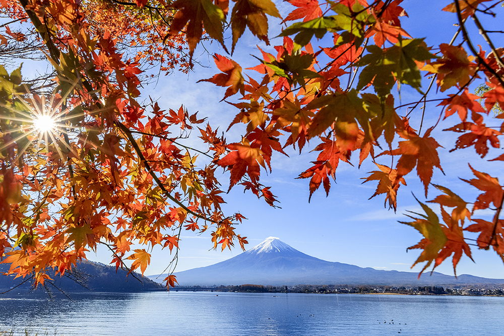 秋の紅葉と富士山