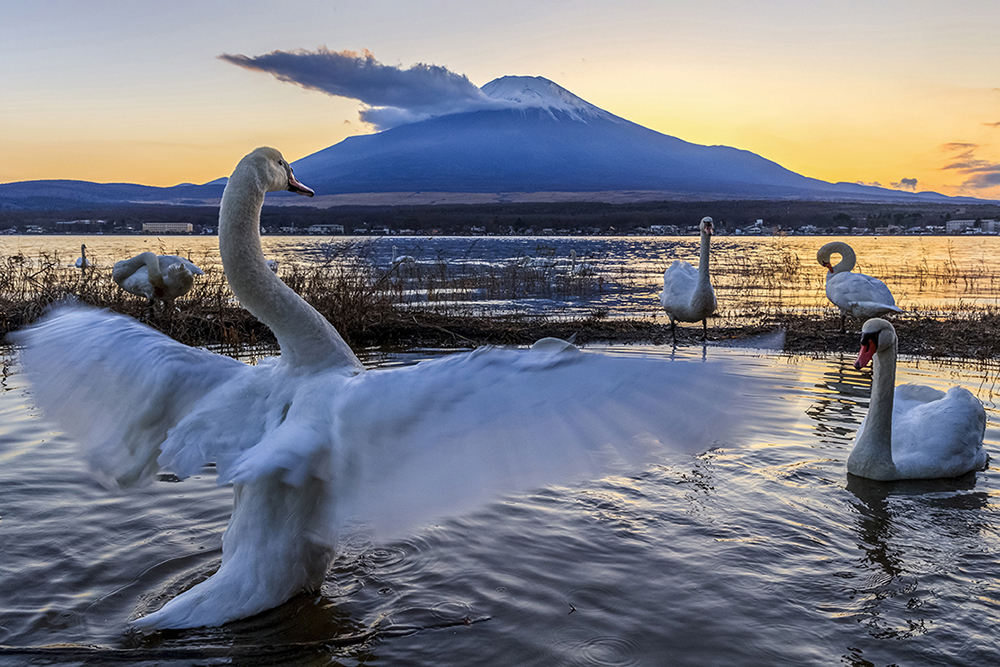 白鳥と富士山