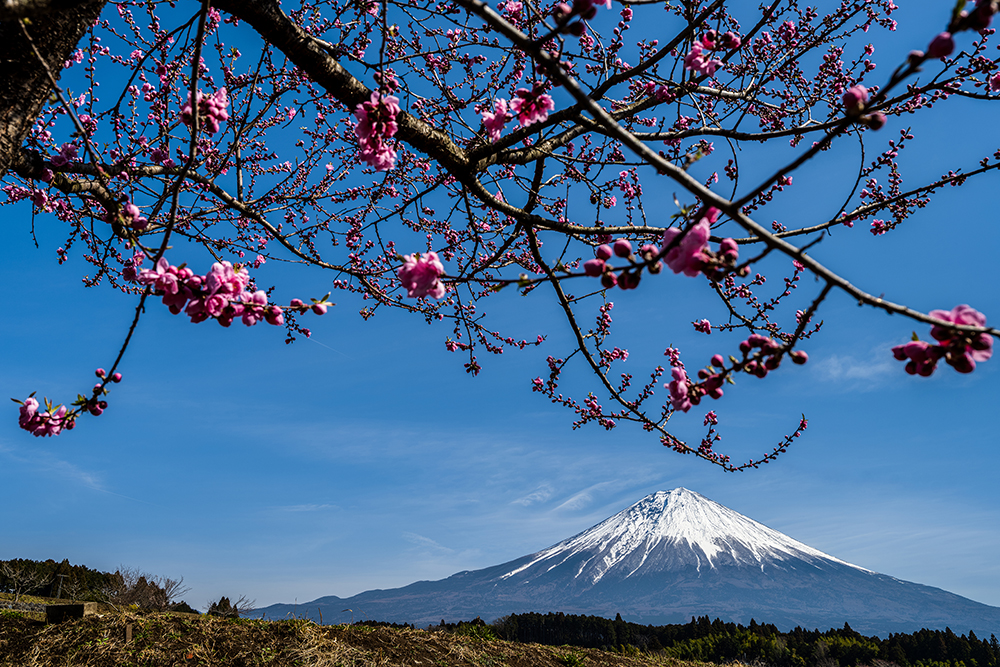 梅と富士山